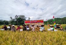Gunakan Sistem Dua Kali Tanam Tanpa Pupuk, Hasil Panen Padi Poktan Sumber Harapan Desa Serimbu Melimpah