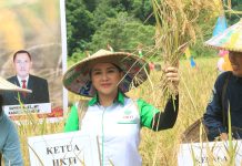 Bersama Pj Bupati Landak, Karolin Lakukan Panen Raya Padi di Serimbu