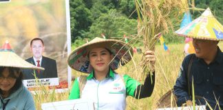 Bersama Pj Bupati Landak, Karolin Lakukan Panen Raya Padi di Serimbu