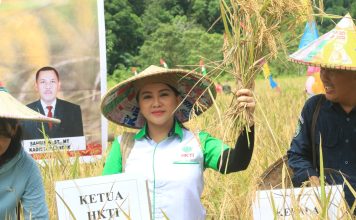 Bersama Pj Bupati Landak, Karolin Lakukan Panen Raya Padi di Serimbu