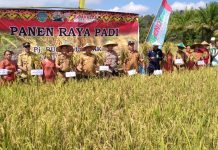 Samuel Puji Hasil Panen Raya Padi Petani di Sengah Temila