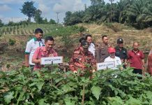 Gapoktan Tuah Engkadu Panen Sayur Mayur, Pj. Bupati Samuel Harapkan Bisa Jadi Contoh Bagi Desa Lain