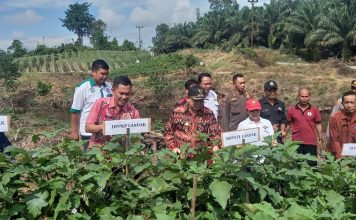 Gapoktan Tuah Engkadu Panen Sayur Mayur, Pj. Bupati Samuel Harapkan Bisa Jadi Contoh Bagi Desa Lain