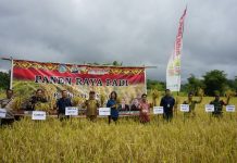 Tidak Hanya Padi, Samuel Intruksikan Petani Tanam Cabe Saat Hadiri Panen Raya di Banyuke Hulu