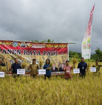 Tidak Hanya Padi, Samuel Intruksikan Petani Tanam Cabe Saat Hadiri Panen Raya di Banyuke Hulu