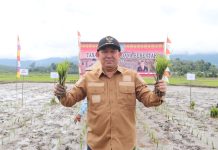 Samuel Tanam Padi Perdana Serentak di Desa Pakumbang