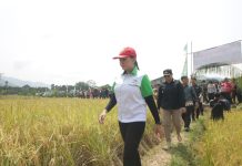 Karolin Panen Raya Padi Desa Tiang Tanjung