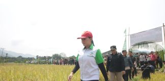 Karolin Panen Raya Padi Desa Tiang Tanjung
