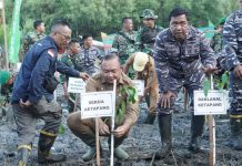 Sekda Ketapang Turun Langsung Tanam Mangrove di Pantai Celincing Puncak Penanaman Mangrove Nasional Serentak