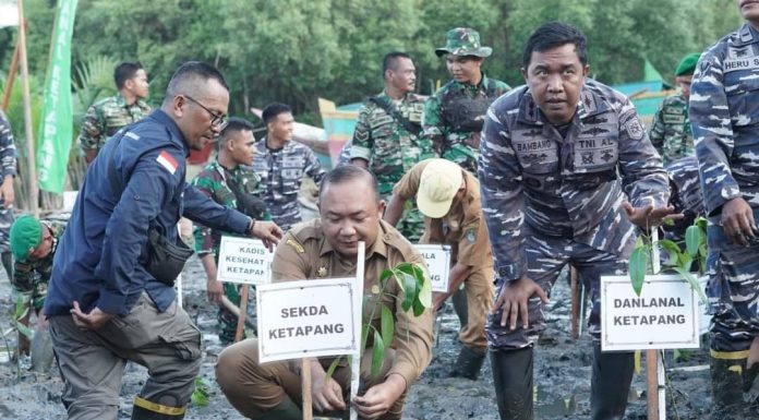 Sekda Ketapang Turun Langsung Tanam Mangrove di Pantai Celincing Puncak Penanaman Mangrove Nasional Serentak