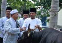 Pemkab Ketapang Serahkan 15 Ekor Sapi Qurban