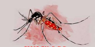 Per 11 Agustus, Kasus DBD Tembus 210 Kasus, Pemkab Ketapang Belum Naikan Status KLB