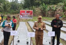 Gerakan Taman Cabai, Salah Satu Upaya Pemkab Landak Tekan Inflasi Dibidang Pertanian