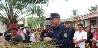 Panen Raya di Desa Semenok, Samuel Himbau Petani Mamfaatkan Lahan Tidur