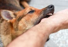 Diduga Digigit Anjing Rabies Seorang Remaja di Landak Meninggal Dunia