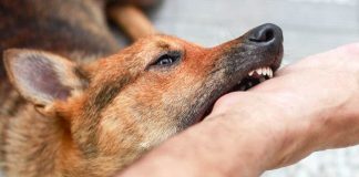Diduga Digigit Anjing Rabies Seorang Remaja di Landak Meninggal Dunia