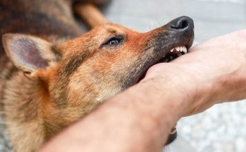Diduga Digigit Anjing Rabies Seorang Remaja di Landak Meninggal Dunia
