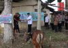 Berbagi Kebahagiaan Dihari Raya Idul Adha 1446 Hijriah, Polres Landak Qurban Sapi dan Kambing
