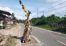Rawan Picu Kecelakaan, Warga Senakin Tanam Pohon Pisang Dijalan Berlubang