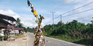Rawan Picu Kecelakaan, Warga Senakin Tanam Pohon Pisang Dijalan Berlubang