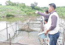 Mamfaatkan Kolam Alami, Kelompok Tani Desa Engkadu Budidaya Ikan Lele Hingga Nila