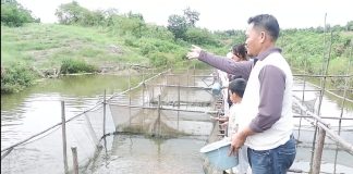 Mamfaatkan Kolam Alami, Kelompok Tani Desa Engkadu Budidaya Ikan Lele Hingga Nila