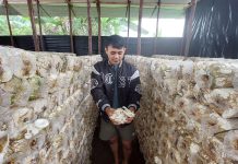 Lewati Serangkaian Proses Sterilisasi, Jamur Tiram Hasil Budidaya Usaha Rumahan Aman Dikonsumsi