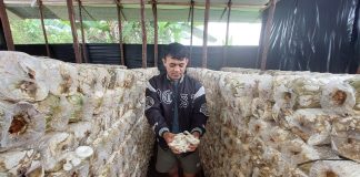 Lewati Serangkaian Proses Sterilisasi, Jamur Tiram Hasil Budidaya Usaha Rumahan Aman Dikonsumsi