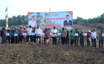 Dukung Swasembada Pangan, Pemkab Landak Gelar Tanam Perdana Jagung Dilahan PTPN VI