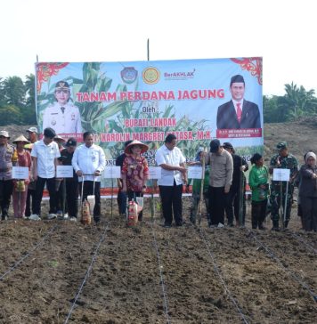 Dukung Swasembada Pangan, Pemkab Landak Gelar Tanam Perdana Jagung Dilahan PTPN VI