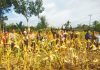 Hasilkan 5 Ton Jagung Poktan Mekar Baru Jadi Contoh Pertanian Produktif