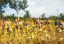 Hasilkan 5 Ton Jagung Poktan Mekar Baru Jadi Contoh Pertanian Produktif