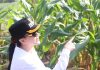 Jagung di Lahan Kritis Tumbuh Subur, Bupati Landak Optimistis Panen Capai 6 Ton per Hektare