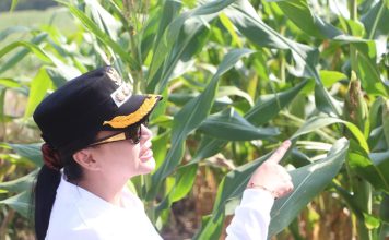 Jagung di Lahan Kritis Tumbuh Subur, Bupati Landak Optimistis Panen Capai 6 Ton per Hektare