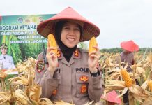 Polres Landak Panen Perdana Jagung Demplot, Dukung Ketahanan Pangan