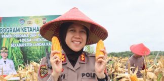Polres Landak Panen Perdana Jagung Demplot, Dukung Ketahanan Pangan