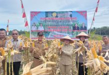 Bupati Landak Gelar Panen Perdana Jagung, Produktivitas Lampaui Rata-Rata Nasional