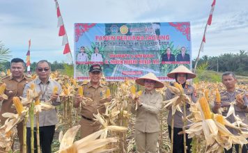 Bupati Landak Gelar Panen Perdana Jagung, Produktivitas Lampaui Rata-Rata Nasional