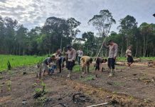 Polsek Kuala Behe Dukung Ketahanan Pangan Lewat Penanaman Jagung Hibrida