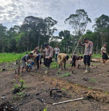 Polsek Kuala Behe Dukung Ketahanan Pangan Lewat Penanaman Jagung Hibrida