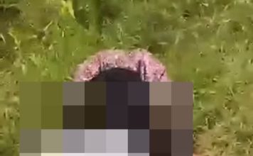 Dua Remaja Putri Diduga Siswa SMP di Sebangki Terlibat Perkelahian, Disdik Beri Klarifikasi