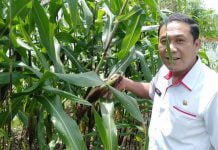 Sekda Landak Ajak Masyarakat Menanam Tanaman Pangan di Pekarangan Rumah