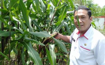 Sekda Landak Ajak Masyarakat Menanam Tanaman Pangan di Pekarangan Rumah