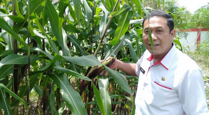 Sekda Landak Ajak Masyarakat Menanam Tanaman Pangan di Pekarangan Rumah