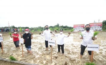 Tanam Padi dan Panen Benih Ikan Di Antan Rayan, Bupati Landak Ajak Masyarakat Tingkatkan Pertanian