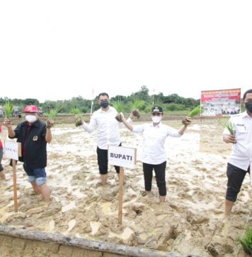 Tanam Padi dan Panen Benih Ikan Di Antan Rayan, Bupati Landak Ajak Masyarakat Tingkatkan Pertanian