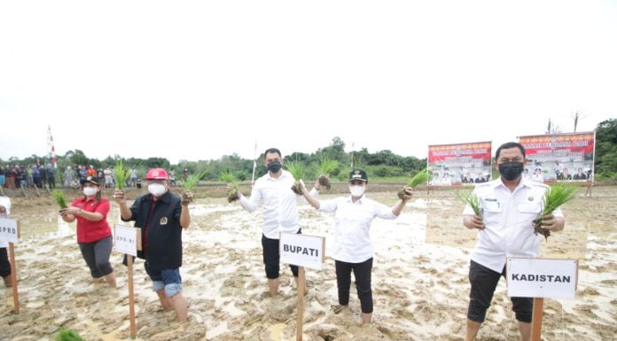 Tanam Padi dan Panen Benih Ikan Di Antan Rayan, Bupati Landak Ajak Masyarakat Tingkatkan Pertanian