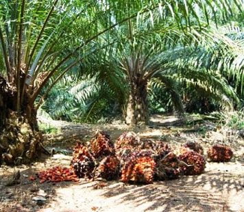 Pemerintah Kabupaten Landak Evaluasi Perizinan Perusahaan Perkebunan