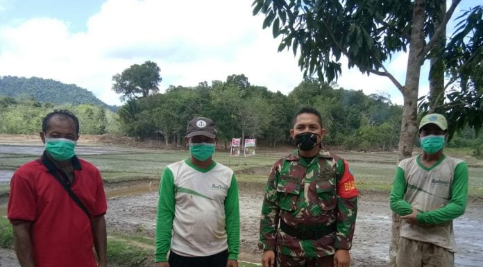 Dukung Swasembada Pangan, Babinsa Koramil Sengah Temila Terus Berikan Pendampingan Kepada Petani