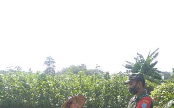 Babinsa Air Besar Beri Pendampingan Budidaya Sayuran Kepada Petani